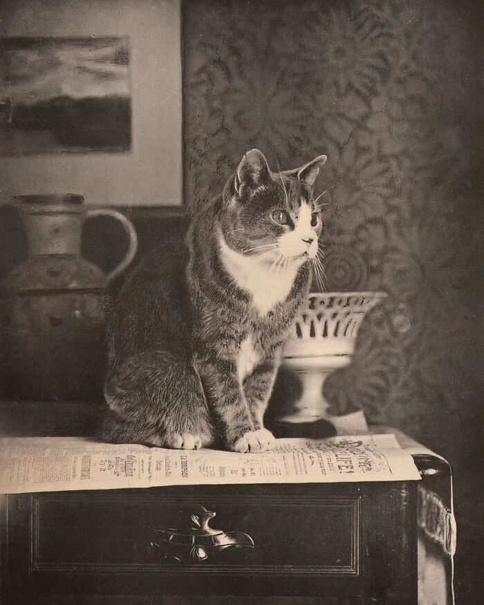Journalist Rescues 20th-Century Photos Depicting Felines In Various Scenes (61 New Pics)