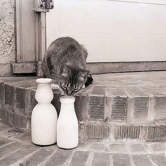 Journalist Rescues 20th-Century Photos Depicting Felines In Various Scenes (61 New Pics)