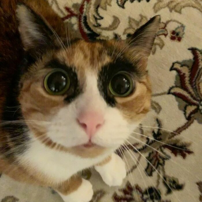 This Cat Has Weird Eyebrows Which Make Her Look Like She’s Always Judging You This Cat Has Weird Eyebrows Which Make Her Look Like She’s Always Judging You