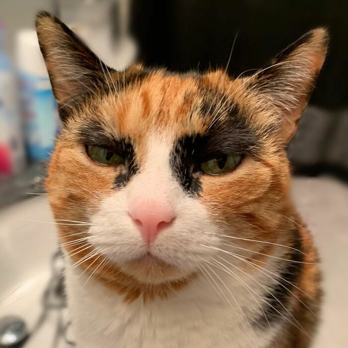 This Cat Has Weird Eyebrows Which Make Her Look Like She’s Always Judging You This Cat Has Weird Eyebrows Which Make Her Look Like She’s Always Judging You