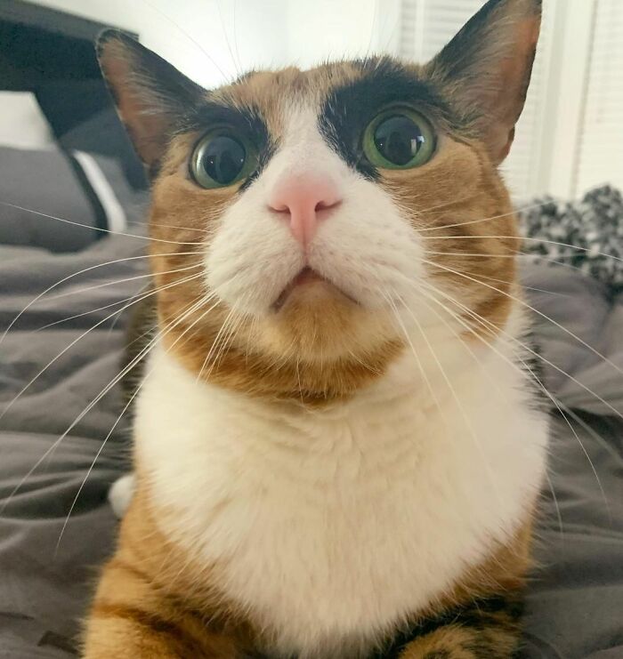 This Cat Has Weird Eyebrows Which Make Her Look Like She’s Always Judging You This Cat Has Weird Eyebrows Which Make Her Look Like She’s Always Judging You