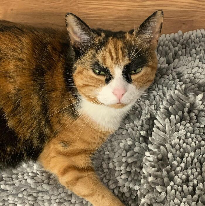 This Cat Has Weird Eyebrows Which Make Her Look Like She’s Always Judging You This Cat Has Weird Eyebrows Which Make Her Look Like She’s Always Judging You
