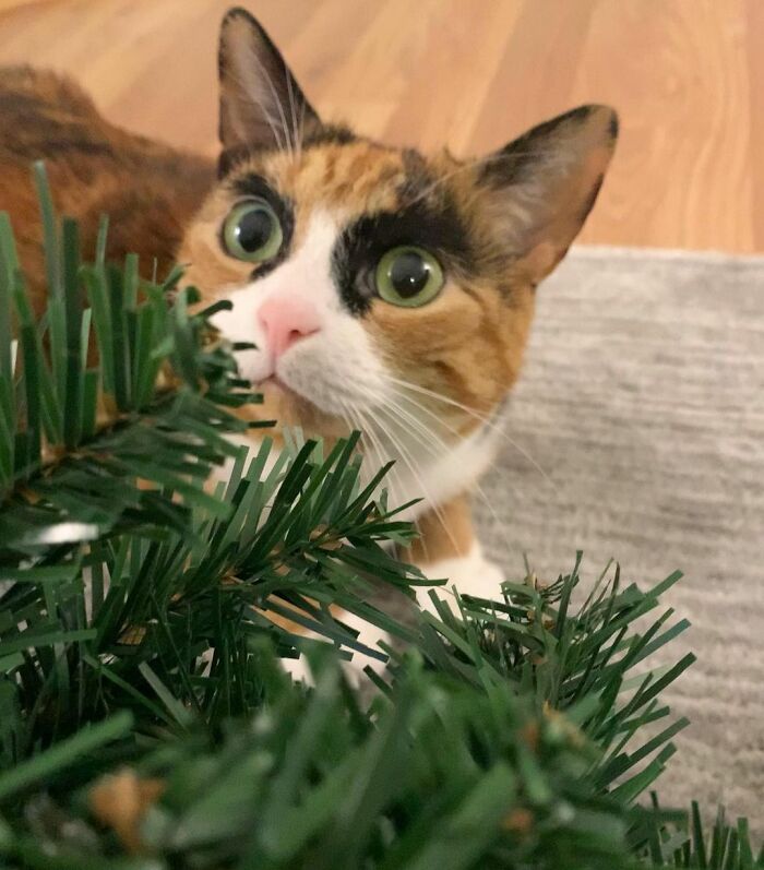 This Cat Has Weird Eyebrows Which Make Her Look Like She’s Always Judging You This Cat Has Weird Eyebrows Which Make Her Look Like She’s Always Judging You