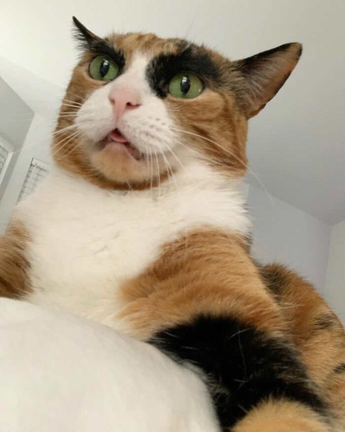 This Cat Has Weird Eyebrows Which Make Her Look Like She’s Always Judging You This Cat Has Weird Eyebrows Which Make Her Look Like She’s Always Judging You