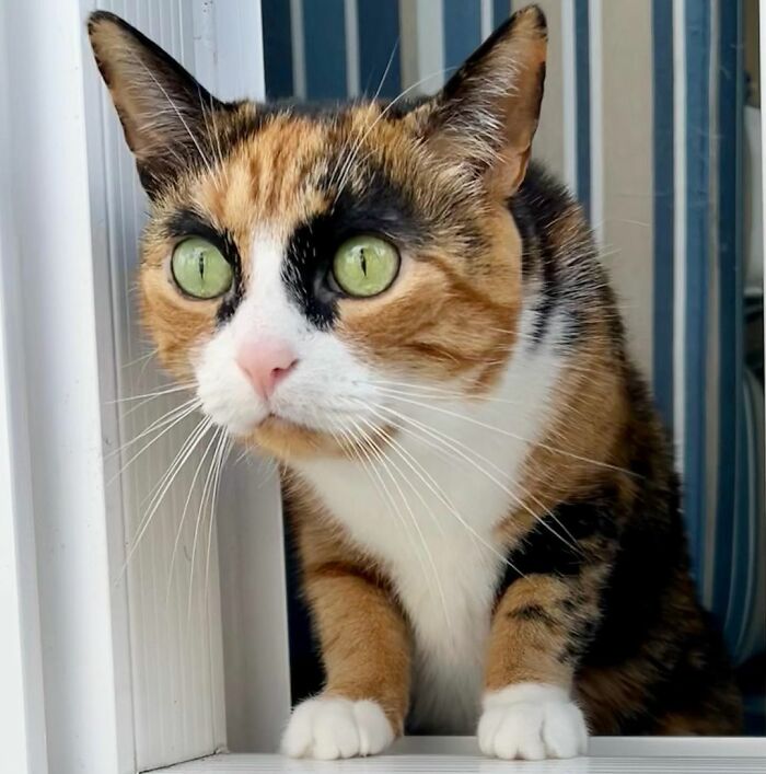 This Cat Has Weird Eyebrows Which Make Her Look Like She’s Always Judging You This Cat Has Weird Eyebrows Which Make Her Look Like She’s Always Judging You