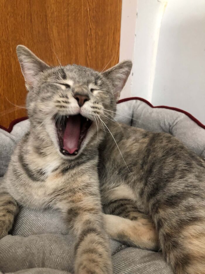 Gypsy Is Laughing Because She Knew We Would Let Her Move In Before We Knew We Would Let Her Move In!