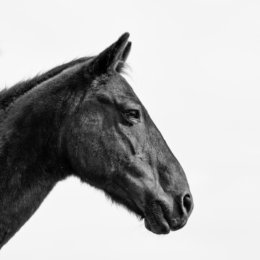 Mare Portrait