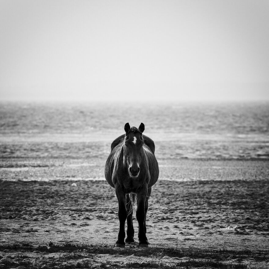 Mare Standing Still