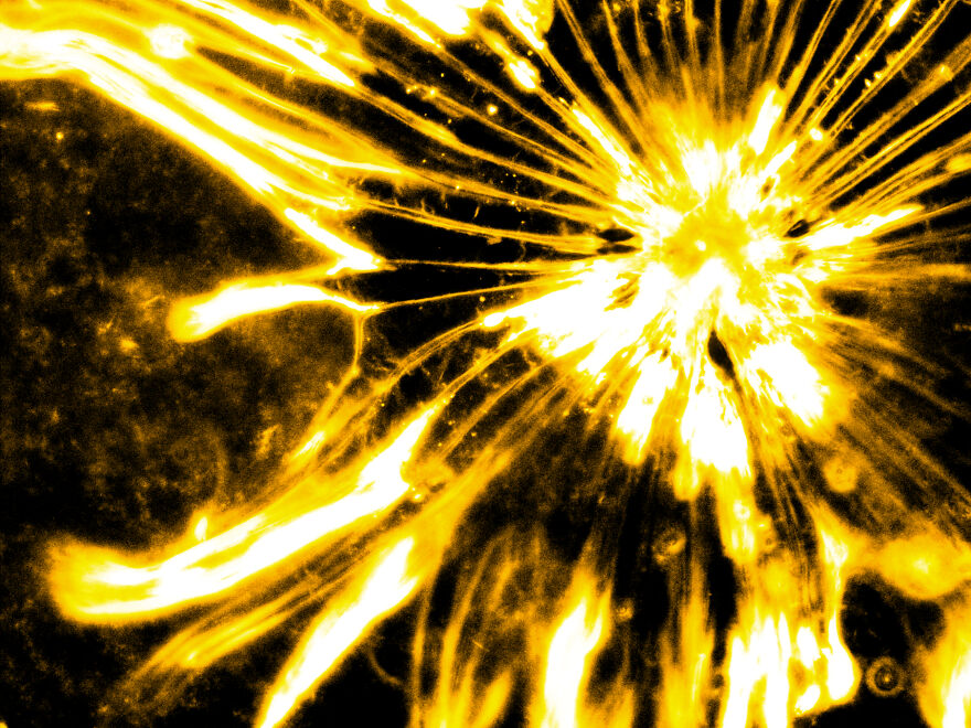 Cactus Pollen - Stellato Pilosus