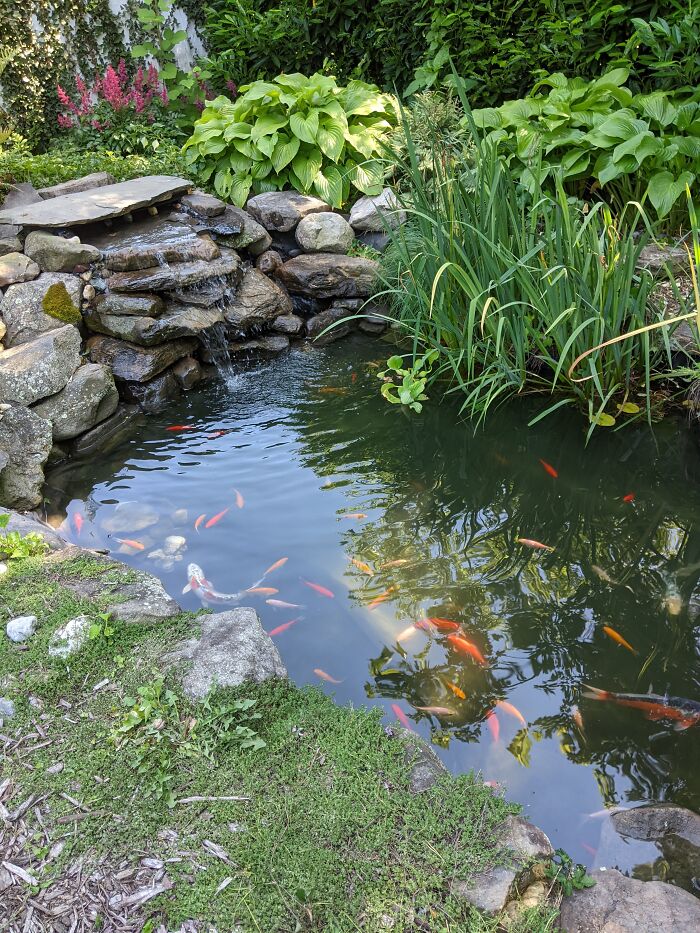 My Little Koi Pond