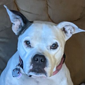 jestinnawelch avatar