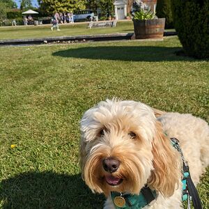 shanchelseahawkes avatar