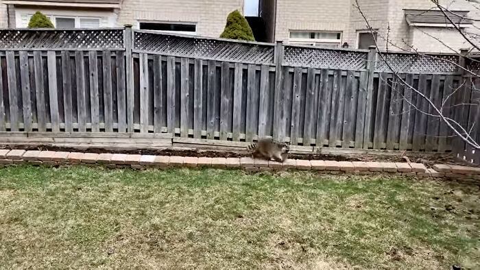 Baby Racoons Got Rescued And Came Back To Mama&rsquo;s Arm (9 Pics)