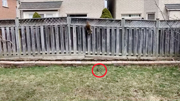 Baby Racoons Got Rescued And Came Back To Mama&rsquo;s Arm (9 Pics)