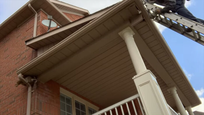 Baby Racoons Got Rescued And Came Back To Mama&rsquo;s Arm (9 Pics)