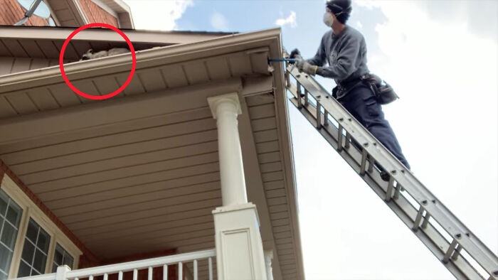 Baby Racoons Got Rescued And Came Back To Mama&rsquo;s Arm (9 Pics)