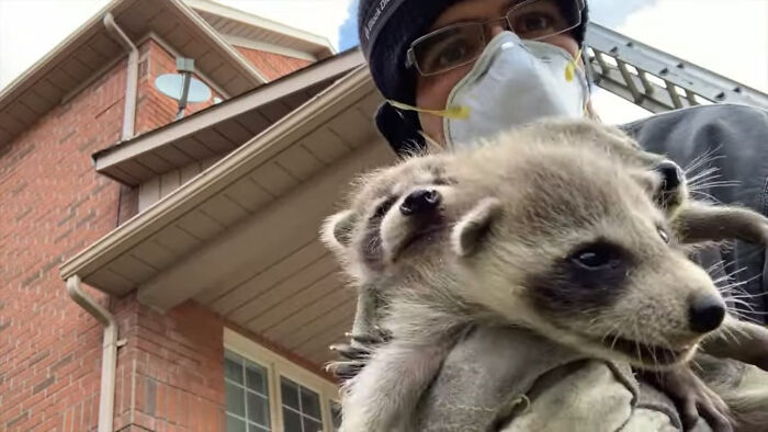 Baby Racoons Got Rescued And Came Back To Mama&rsquo;s Arm (9 Pics)