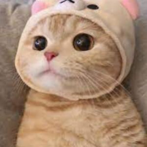 madysoncornett avatar