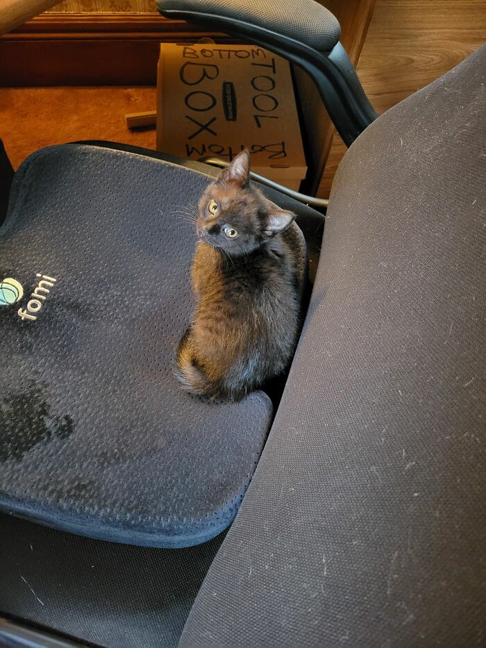 My Familiar At 9 Weeks And 2.45 Lbs! Whenever I'm Asleep Or Leave The Room He Just Curls Up Here!