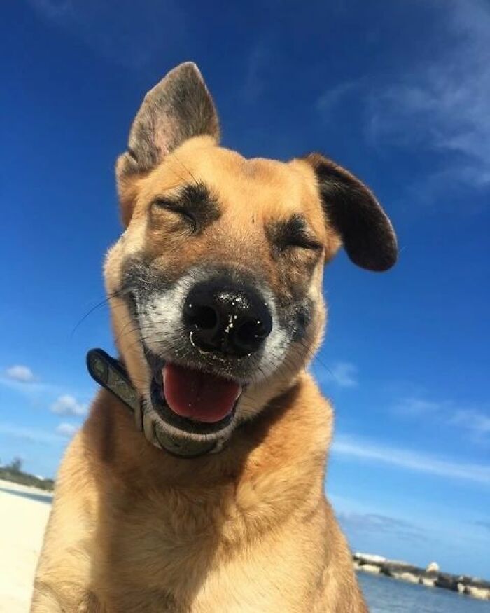 TikToker Gets Airbnb With Adorable Deaf and Blind Dog Who Guides Guests To The Beach TikToker Gets Airbnb With Adorable Deaf and Blind Dog Who Guides Guests To The Beach