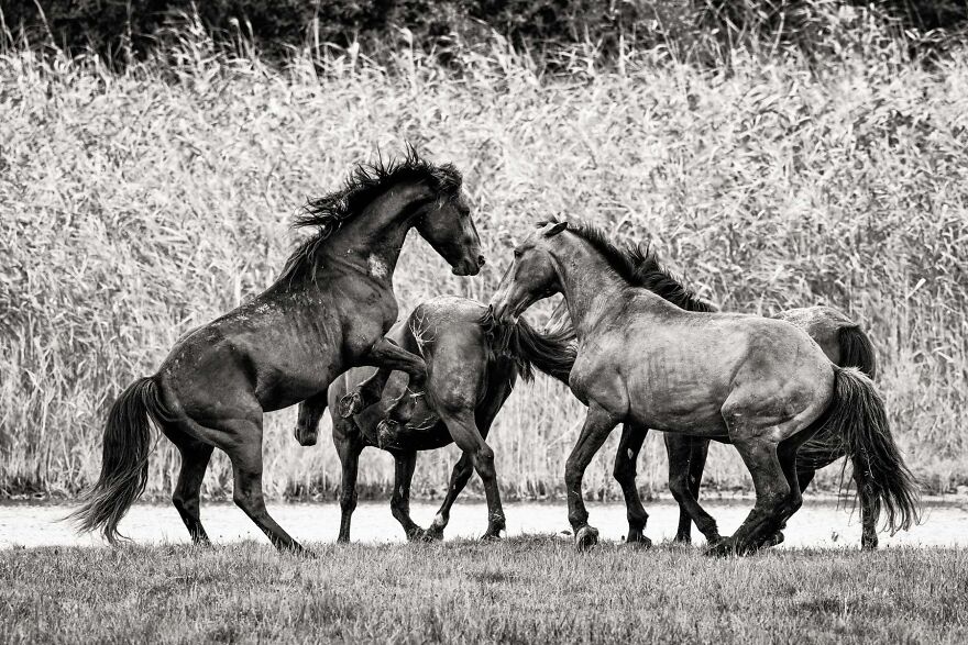 Stallion Rearing