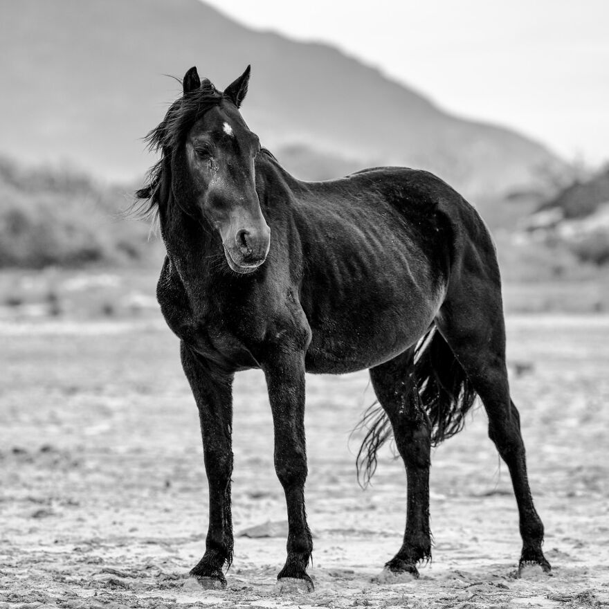 Stallion With A Star