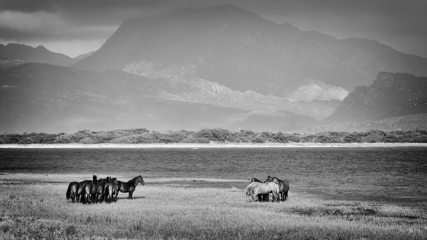 Stallions Ready To Fight