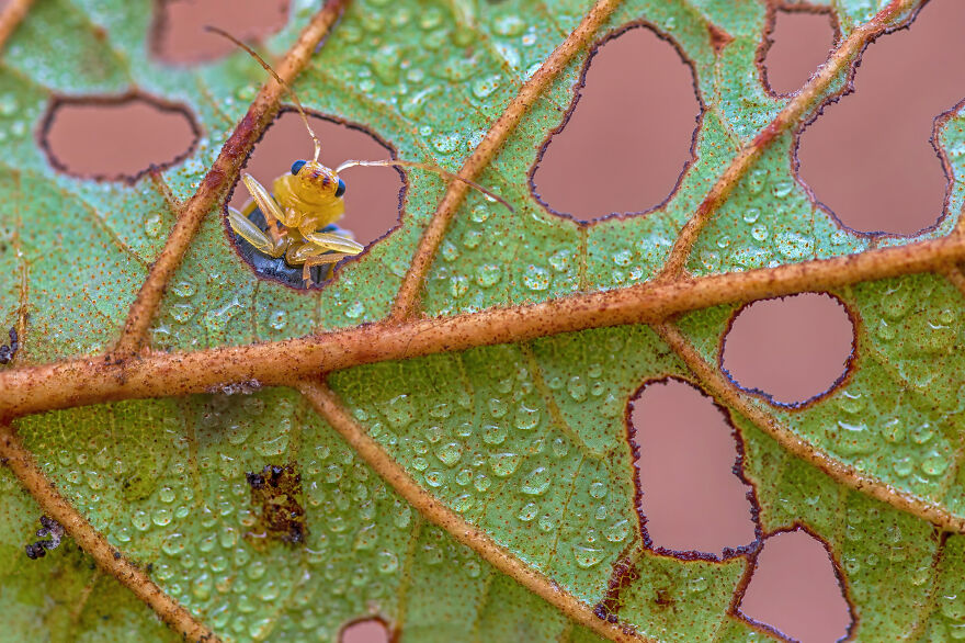A Leaf Beetle (Aulacophora Indica) Looking Out From A Leaf Hole Of Alnus Nepalensis Tree In Chitwan National Park, Nepal By Mildeep