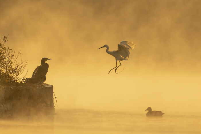 Birds in golden mist at sunrise captured in one of the best pictures from 2006-2022 chosen by the community