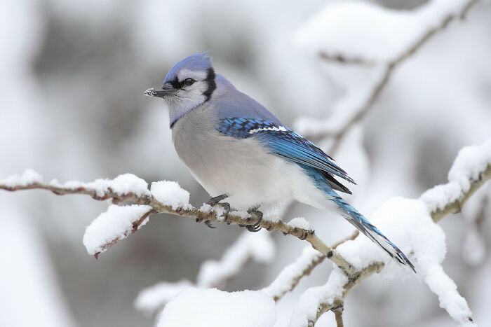 Blue jay perched on a snowy branch, showcasing nature's beauty in one of the best pictures chosen by the Wikimedia Commons community.