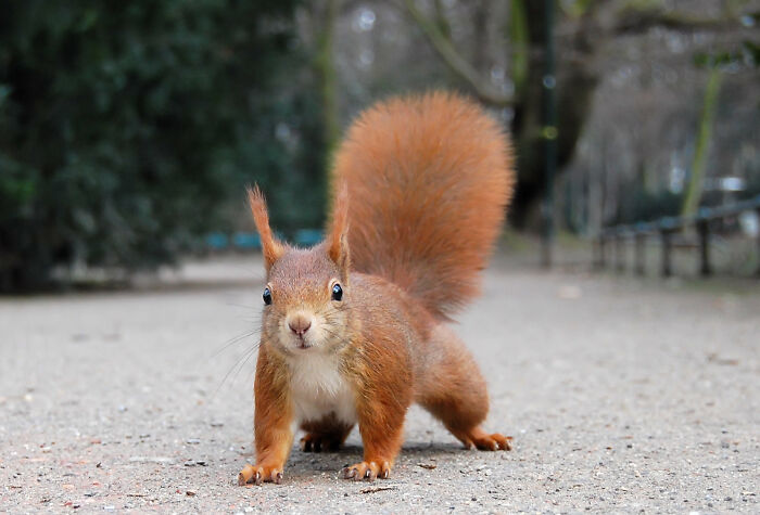 Close-up of a red squirrel on a path featured in the best pictures chosen by the Wikimedia Commons community.