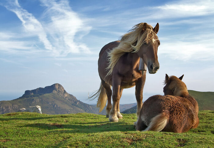 Two horses on a grassy hill under a blue sky, one standing and one lying down, featured in best pictures community.