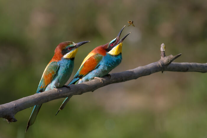 Two colorful birds perched on a branch with one bird catching an insect, best pictures from 2006-2022 community.