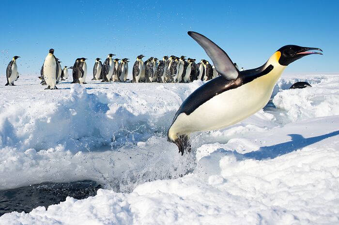 Emperor penguin leaping into icy water from snowbank, part of group on snowy Antarctic landscape – best pictures community