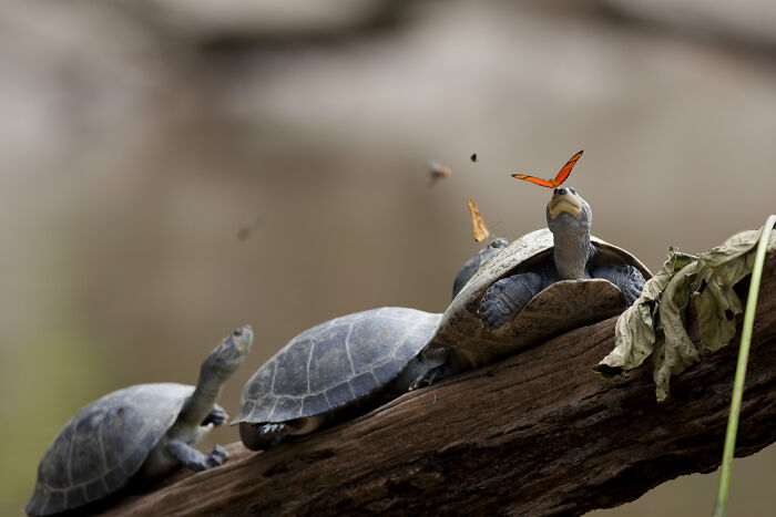 Three turtles on a log with a butterfly on one turtle's head, captured in one of the best pictures chosen by the community.