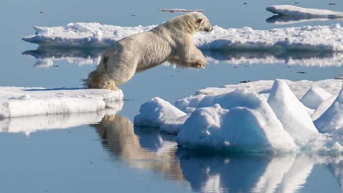 Polar bear leaping between ice floes in Arctic waters, one of the best pictures chosen by the Wikimedia Commons community.