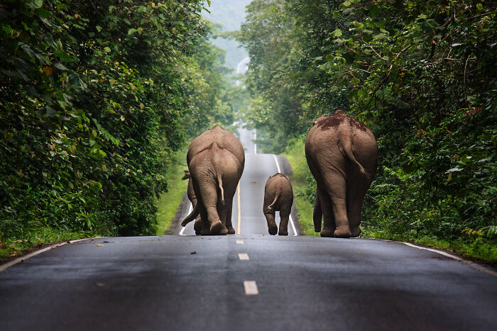 Three elephants walking down a forested road captured in one of the best pictures chosen by Wikimedia Commons community.