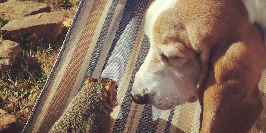 These 8 Stories Of Human-Animal Bonds Will Warm Your Heart These 8 Stories Of Human-Animal Bonds Will Warm Your Heart