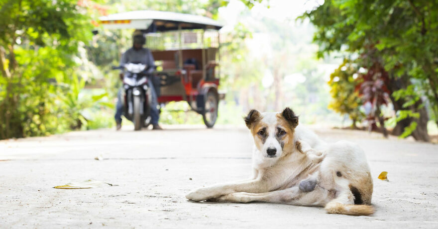 These 8 Stories Of Human-Animal Bonds Will Warm Your Heart These 8 Stories Of Human-Animal Bonds Will Warm Your Heart