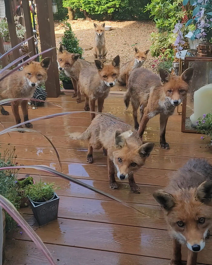 25 Years Ago, This Woman Began Feeding A Family Of Foxes, And Their Offspring Come To Her To This Day