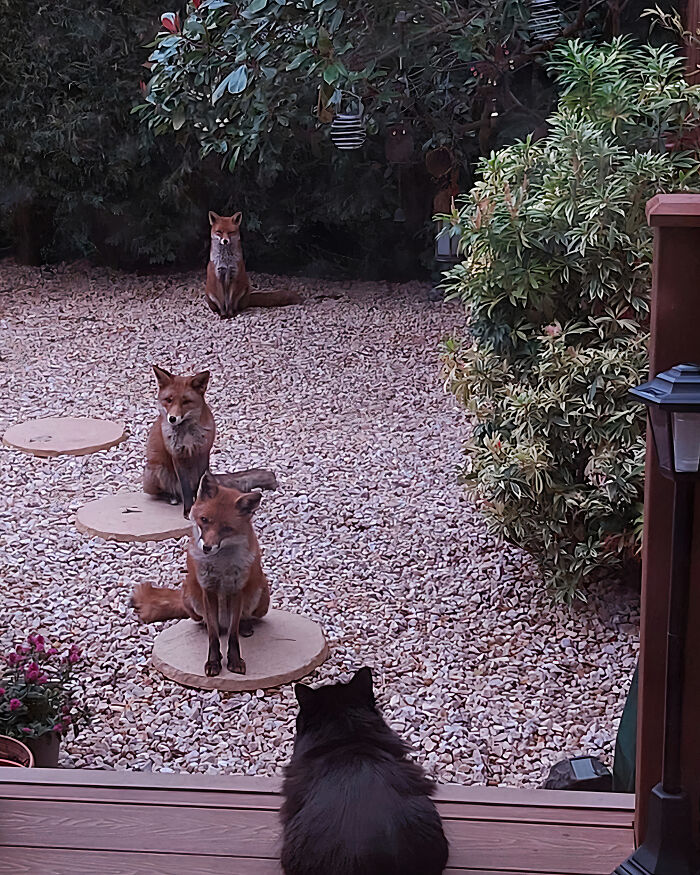 25 Years Ago, This Woman Began Feeding A Family Of Foxes, And Their Offspring Come To Her To This Day