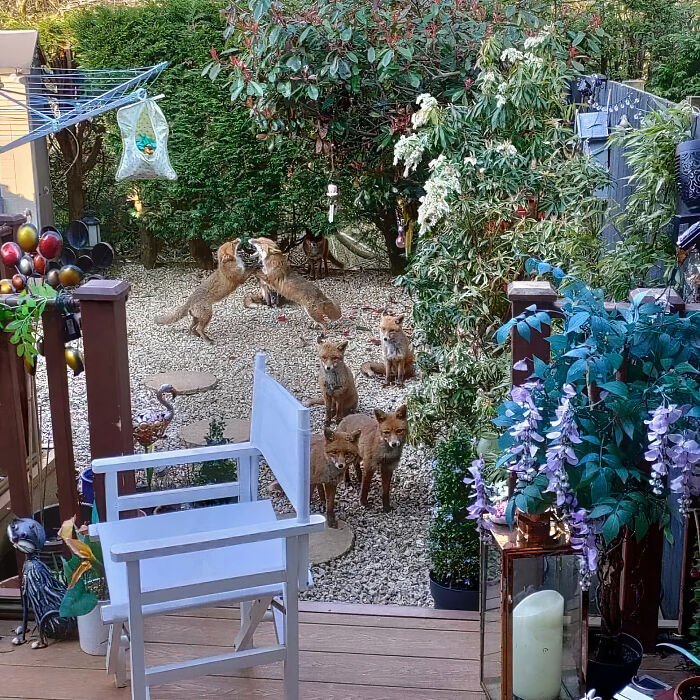 25 Years Ago, This Woman Began Feeding A Family Of Foxes, And Their Offspring Come To Her To This Day
