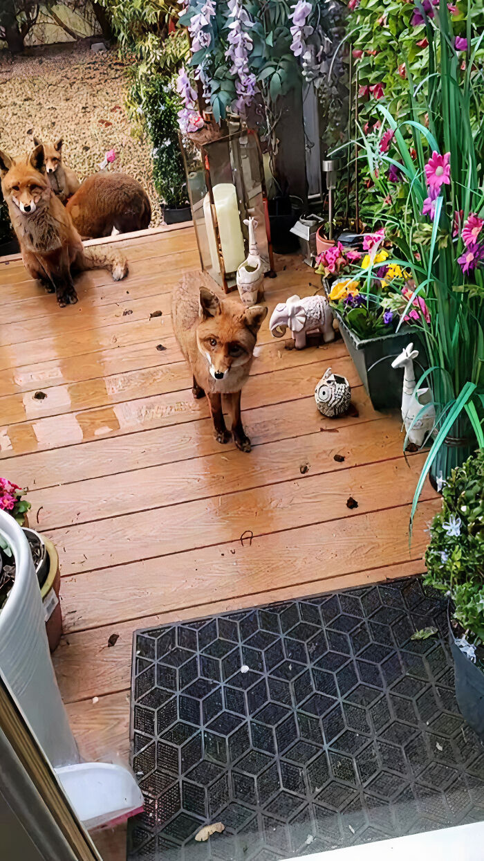 25 Years Ago, This Woman Began Feeding A Family Of Foxes, And Their Offspring Come To Her To This Day