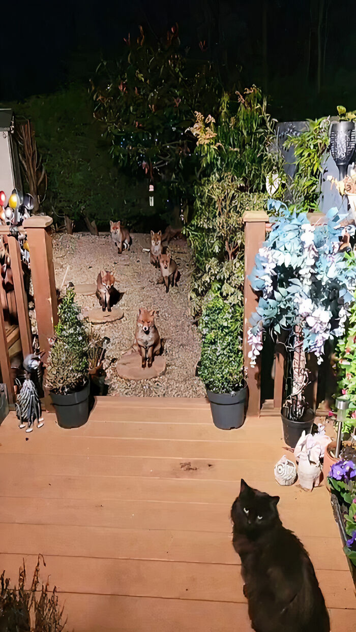 25 Years Ago, This Woman Began Feeding A Family Of Foxes, And Their Offspring Come To Her To This Day