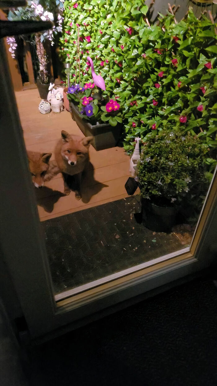 25 Years Ago, This Woman Began Feeding A Family Of Foxes, And Their Offspring Come To Her To This Day