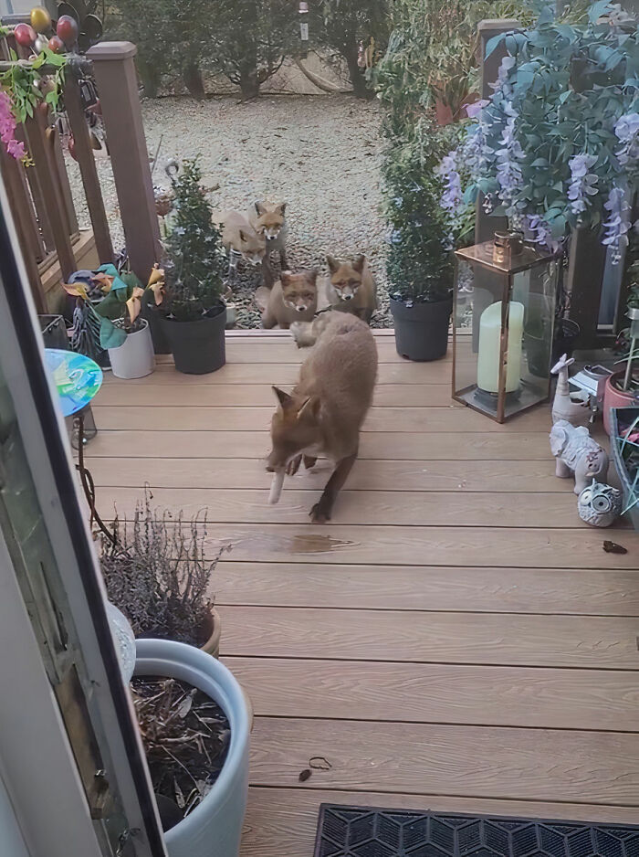 25 Years Ago, This Woman Began Feeding A Family Of Foxes, And Their Offspring Come To Her To This Day