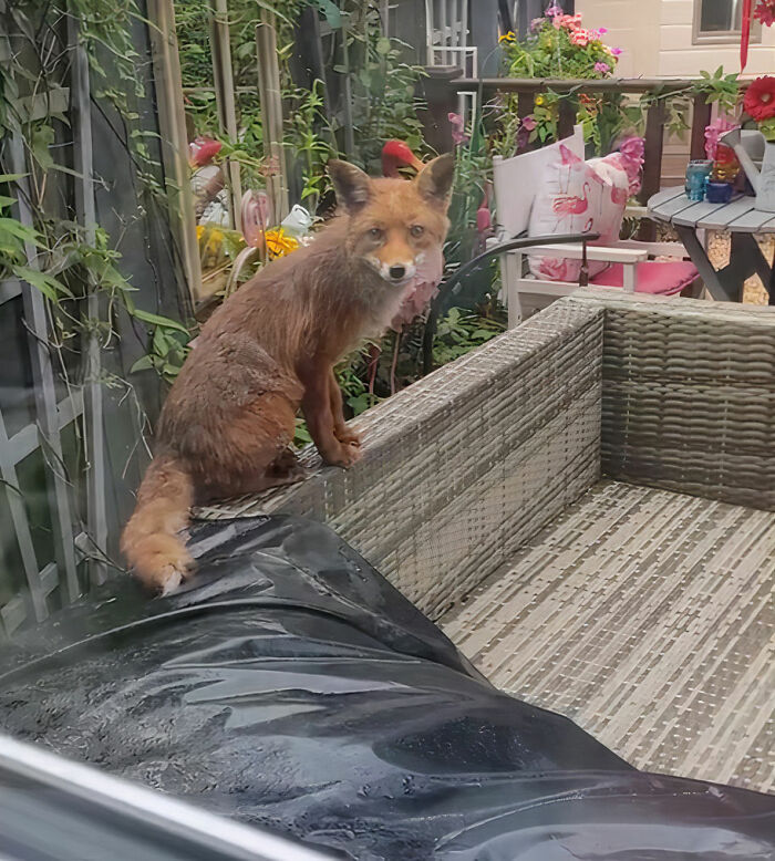 25 Years Ago, This Woman Began Feeding A Family Of Foxes, And Their Offspring Come To Her To This Day