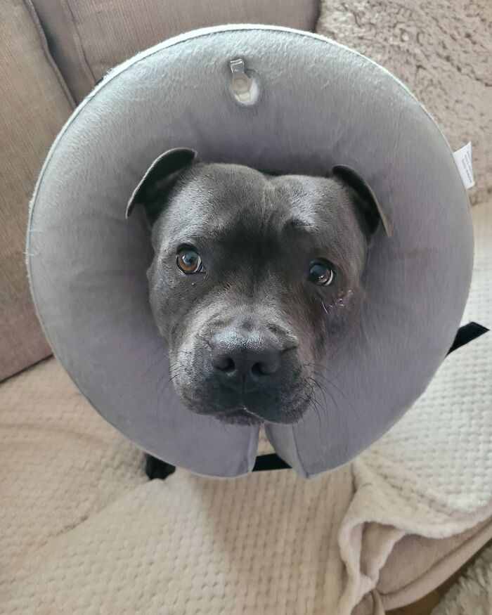 25 Years Ago, This Woman Began Feeding A Family Of Foxes, And Their Offspring Come To Her To This Day