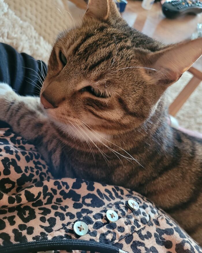 25 Years Ago, This Woman Began Feeding A Family Of Foxes, And Their Offspring Come To Her To This Day