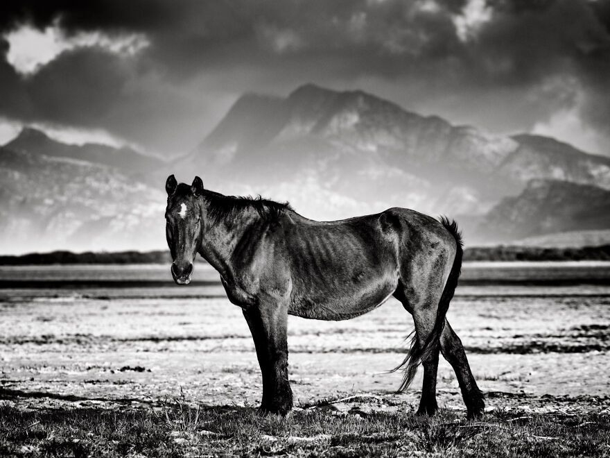 Wild Mare In The Mountains